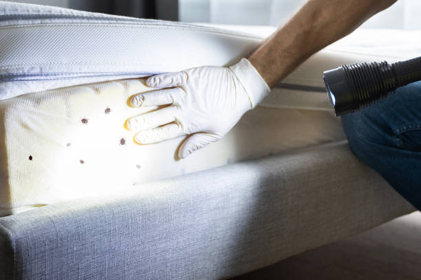 Best Cockroach Control Services  in Plymouth, IN
